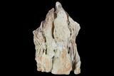 Polished Petrified Wood (Conifer) Section - Horse Canyon #103885-3
